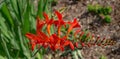 Cardinal Flower Ã¢â¬â Lobelia cardinalis